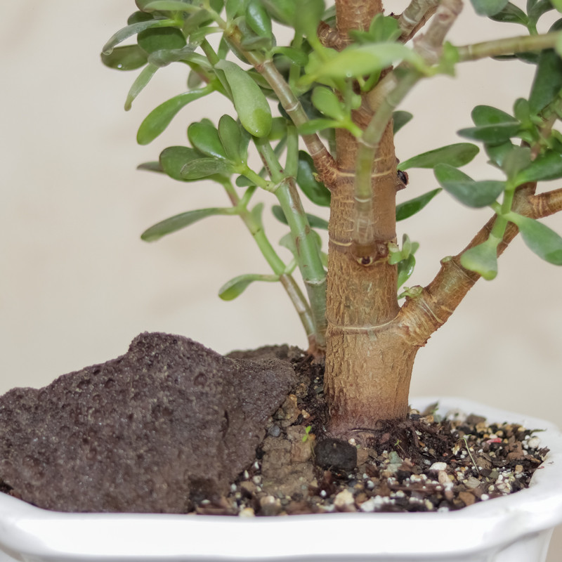 گیاه طبیعی بونسای کراسولا اواتا مدل ۵۵۹