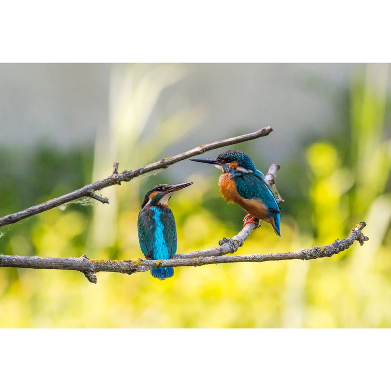 تابلو شاسی طرح پرنده و گنجشک روی شاخه درخت مدل T1665