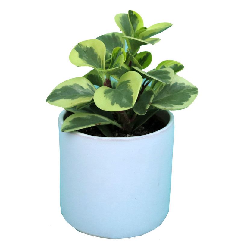 گیاه طبیعی برگ قاشقی کد a01