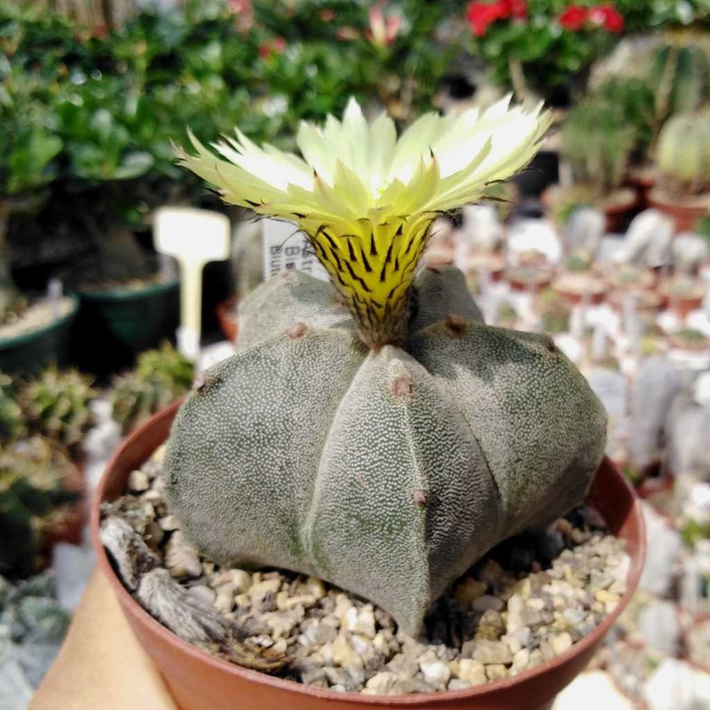 بذر کاکتوس استروفیتوم وانیا سید مدل V35