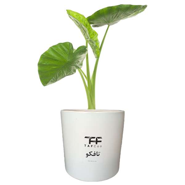 گل طبیعی بابا ادم  تافکو کد 2025