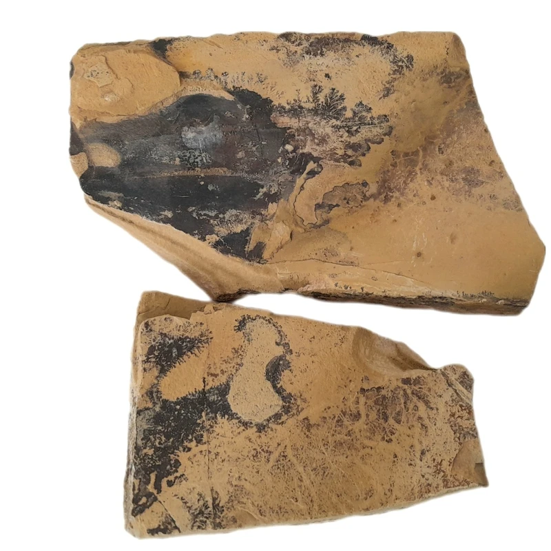سنگ راف شجر مدل فسیلی کد 191 مجموعه دو عددی