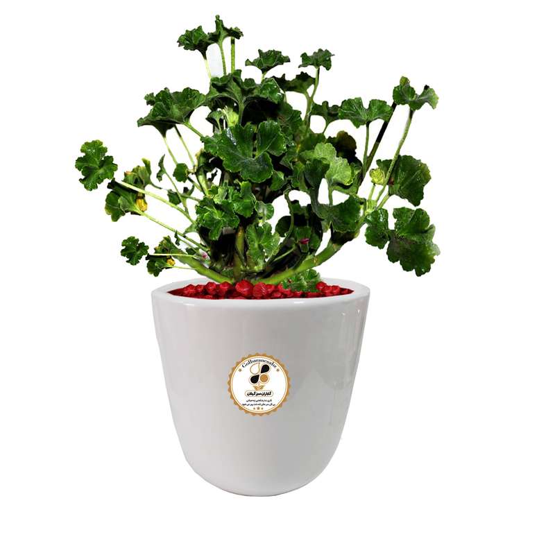 گیاه طبیعی شمعدانی شرکت گلباران سبز گیلان مدل GN12-5M