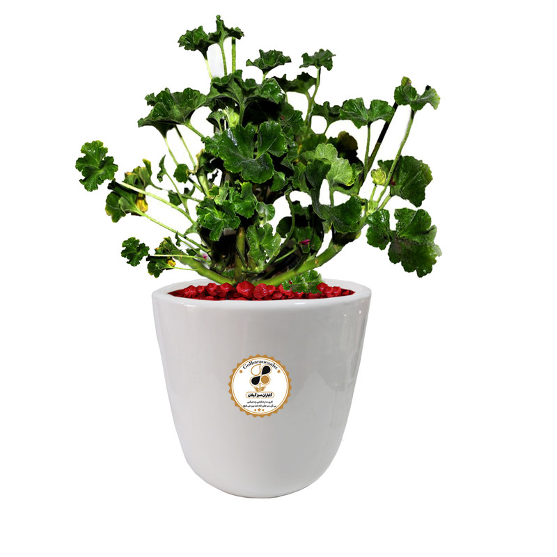 گیاه طبیعی شمعدانی شرکت گلباران سبز گیلان مدل GN12-5S