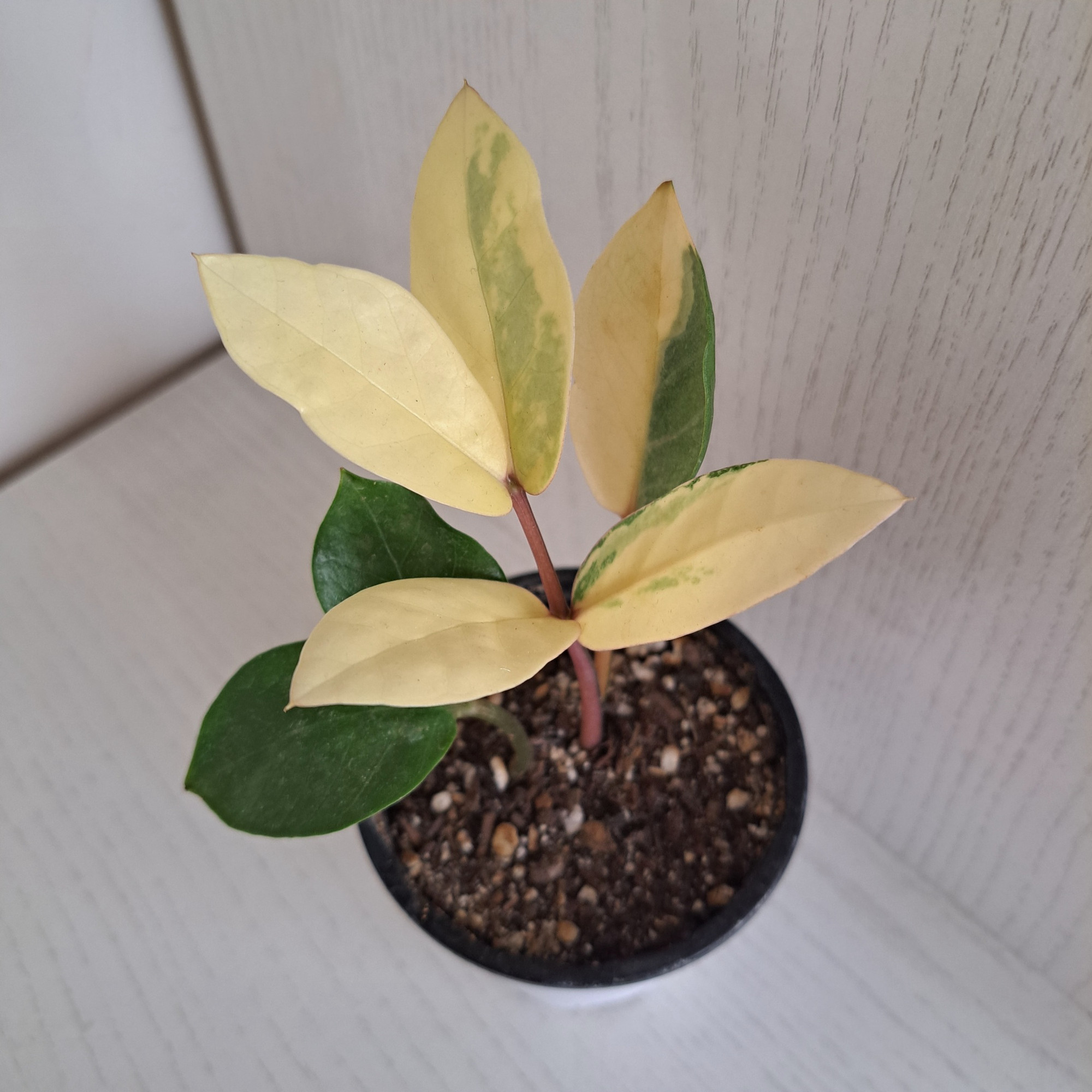 گیاه طبیعی زاموفیلیا ابلق مدل 402621