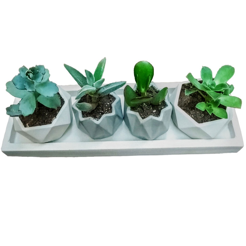 گیاه طبیعی ساکولنت مدل B-8 مجموعه 4 عددی