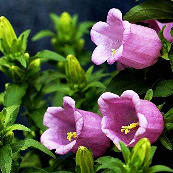 بذر گل استکانی پامتوسط الوان وانیا سید مدل O36