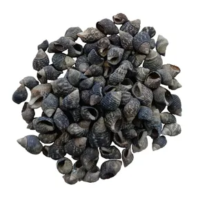 صدف تزیینی آکواریوم مدل pkst04 وزن 30 گرم