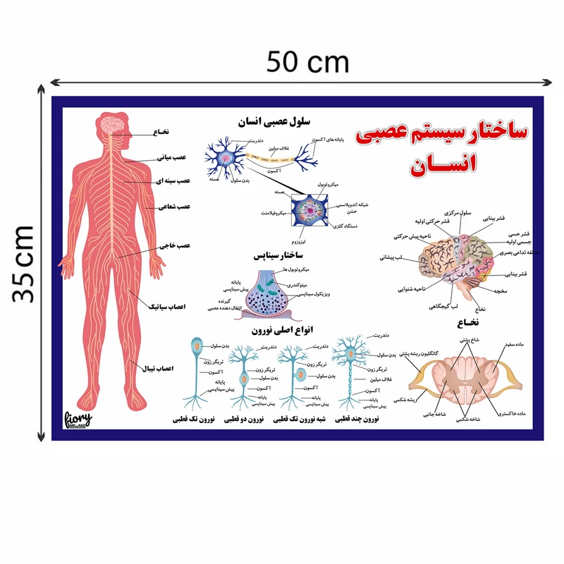 پوستر آموزشی مستر راد مدل ساختار سیستم عصبی انسان کد fiory 2310 عکس شماره 8