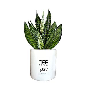 نقد و بررسی گل طبیعی سانسوریا تافکو مدل پا کوتاه کد s1 توسط خریداران