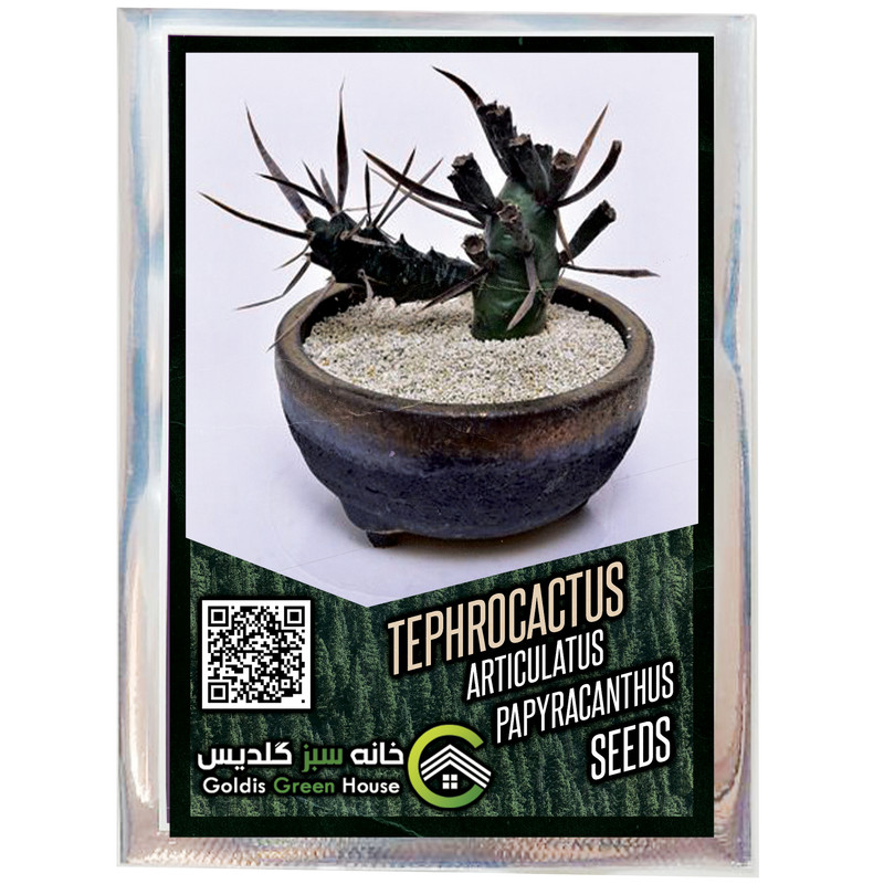 بذر تفرو کاکتوس آرتیکولاتوس پاپیراکانتوس خانه سبز گلدیس کد 39