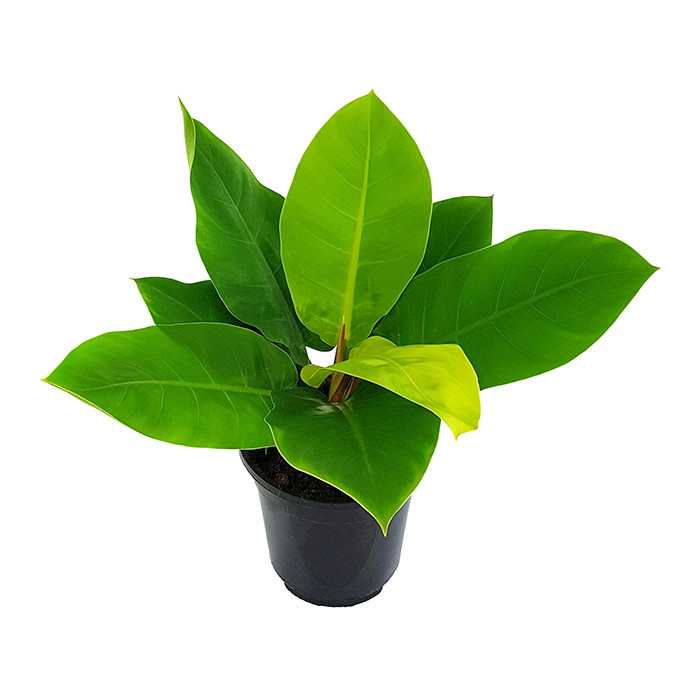 گیاه طبیعی فیلودندرون نئون کد 249