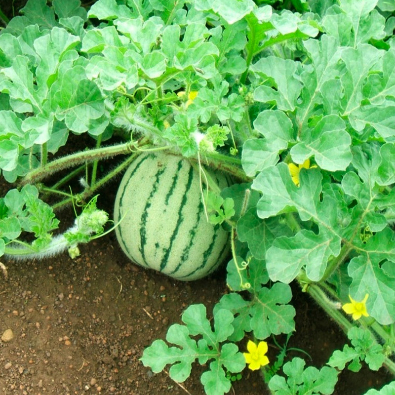 بذر هندوانه دیمی قرمز وانیا سید مدل Q32 بذر هندوانه دیمی قرمز وانیا سید مدل Q32