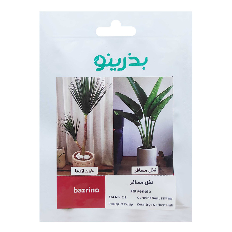 بذر نخل مسافر بذرینو کد BZNO-126