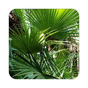 زیر لیوانی کاکتی طرح گل مدل mp19313