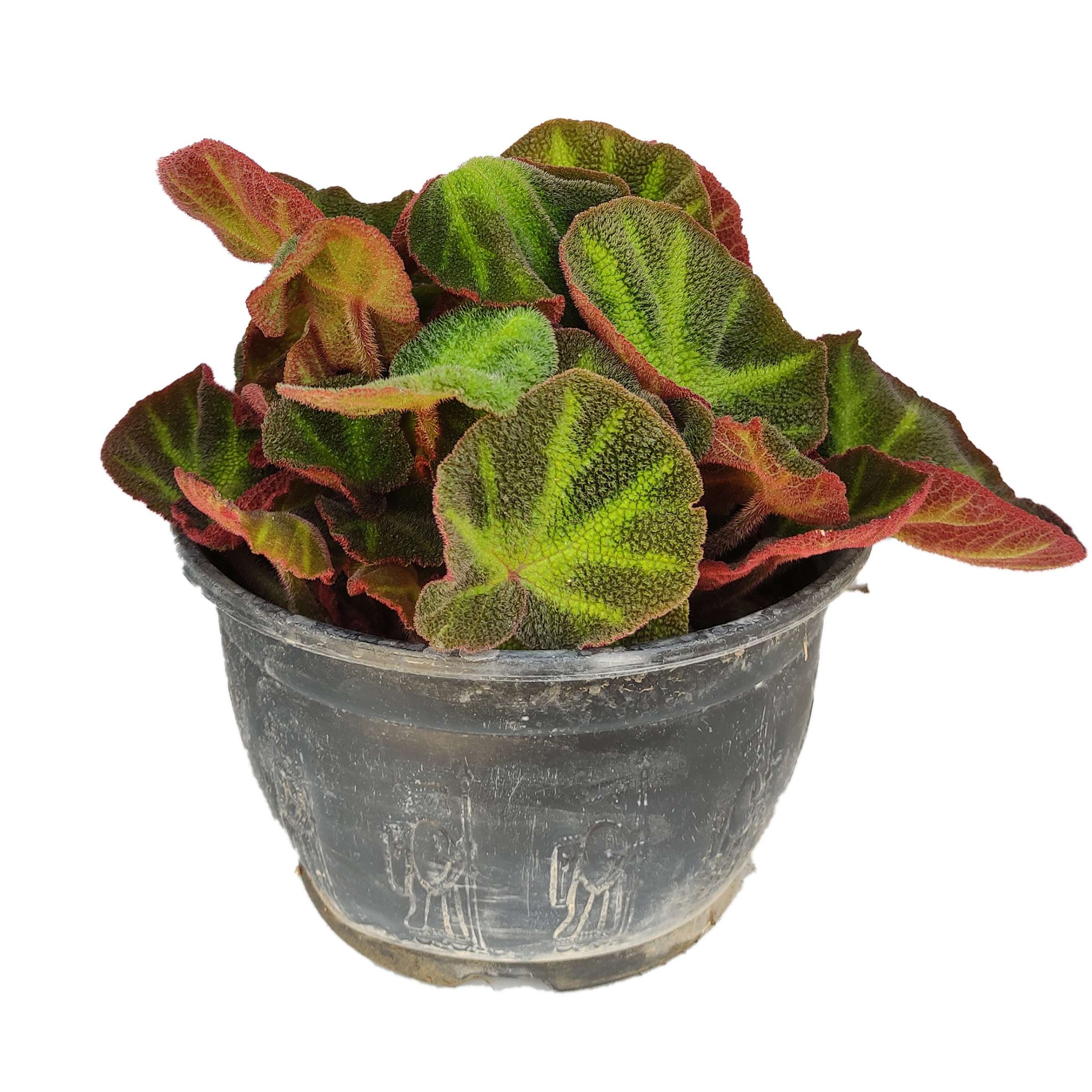 گیاه طبیعی بگونیا کد yt36