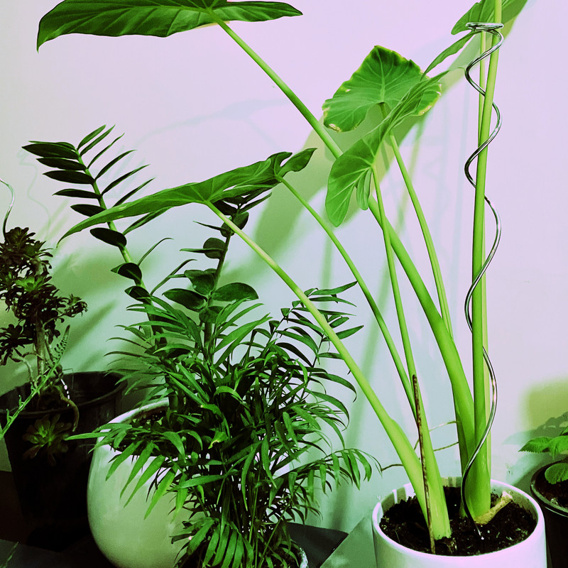 قیم بند مدل sorx