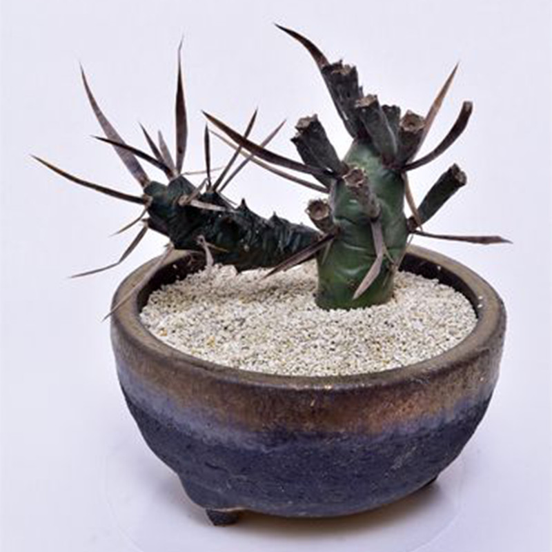 بذر تفرو کاکتوس آرتیکولاتوس پاپیراکانتوس خانه سبز گلدیس کد 39