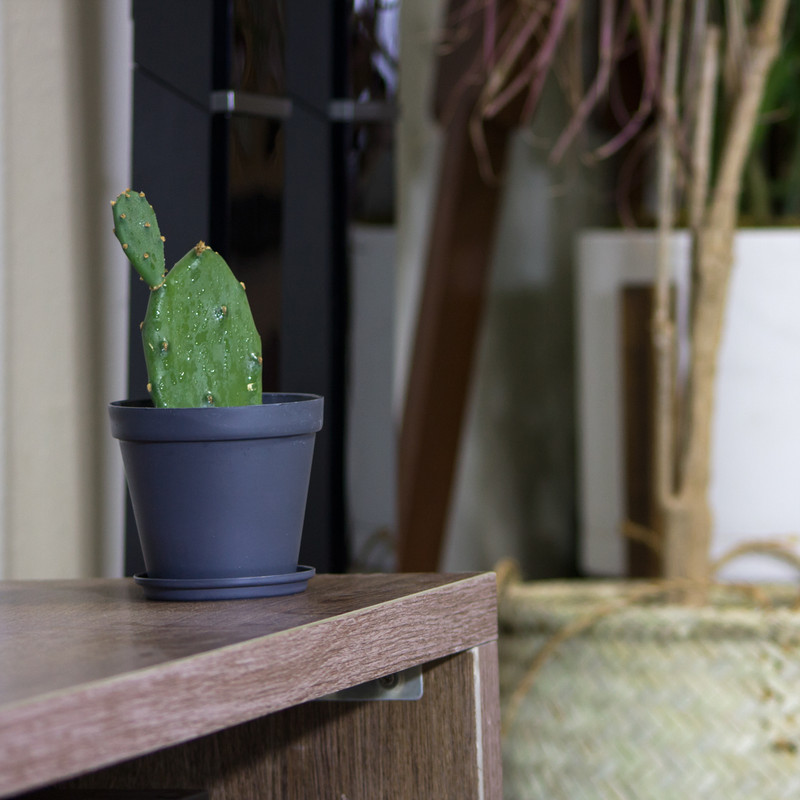 گیاه طبیعی کاکتوس مدل آپونیتا L-C-01 گیاه طبیعی کاکتوس مدل آپونیتا L-C-01