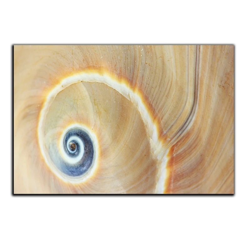 تابلو شاسی بکلیت طرح صدف حلزون مدل SH-s1629