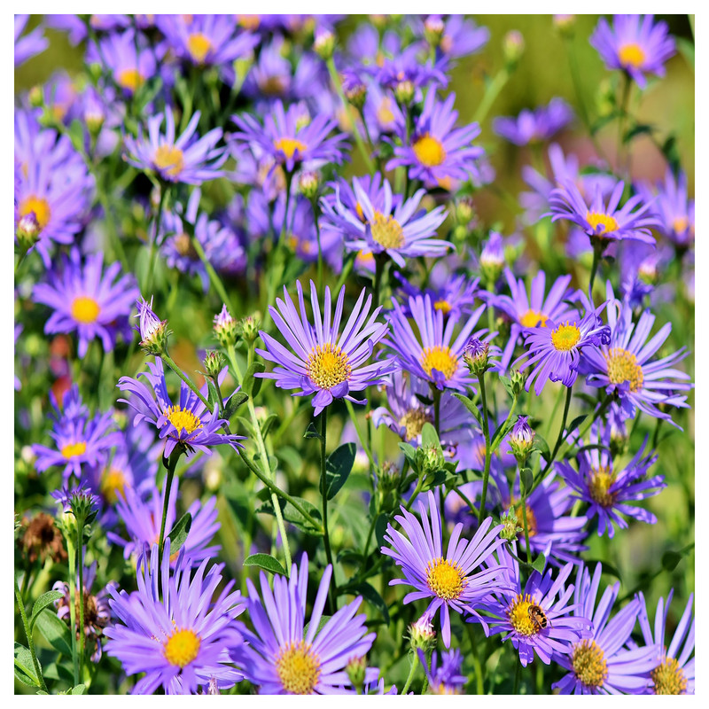 بذر گل داوودی گرین فارم کد GR-DA بسته 2 عددی