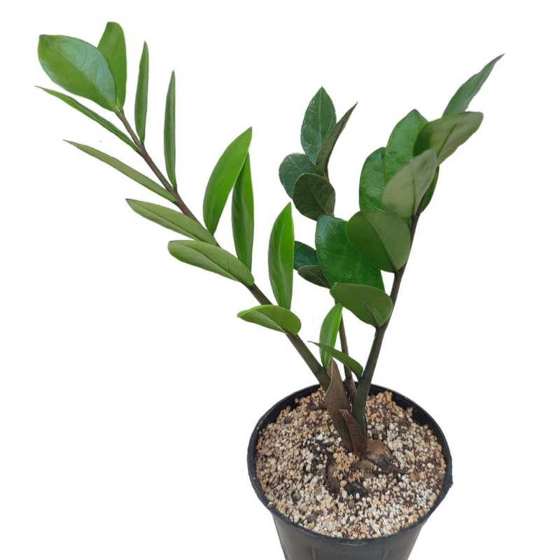 گیاه طبیعی زاموفیلیا سبز مدل 012