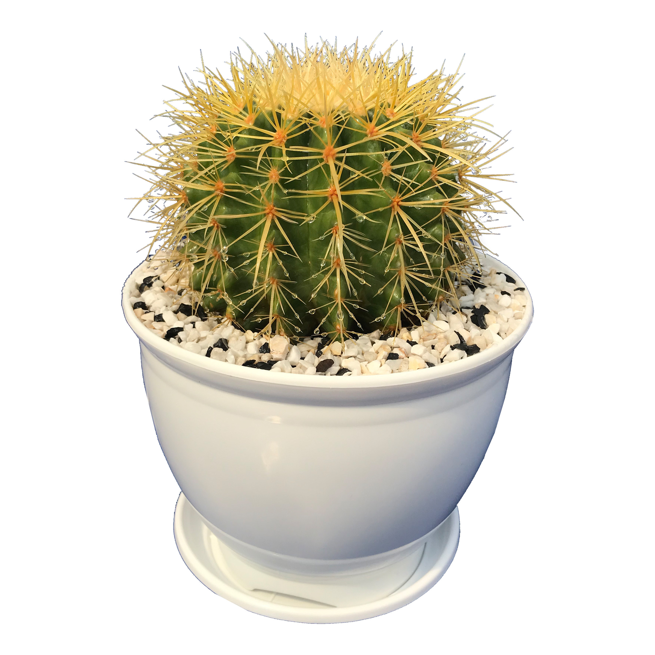 گیاه طبیعی کاکتوس اچینو گرزونی تیغ سفید مدل HZ-z4