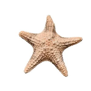 ستاره دریایی تزیینی مدل f14
