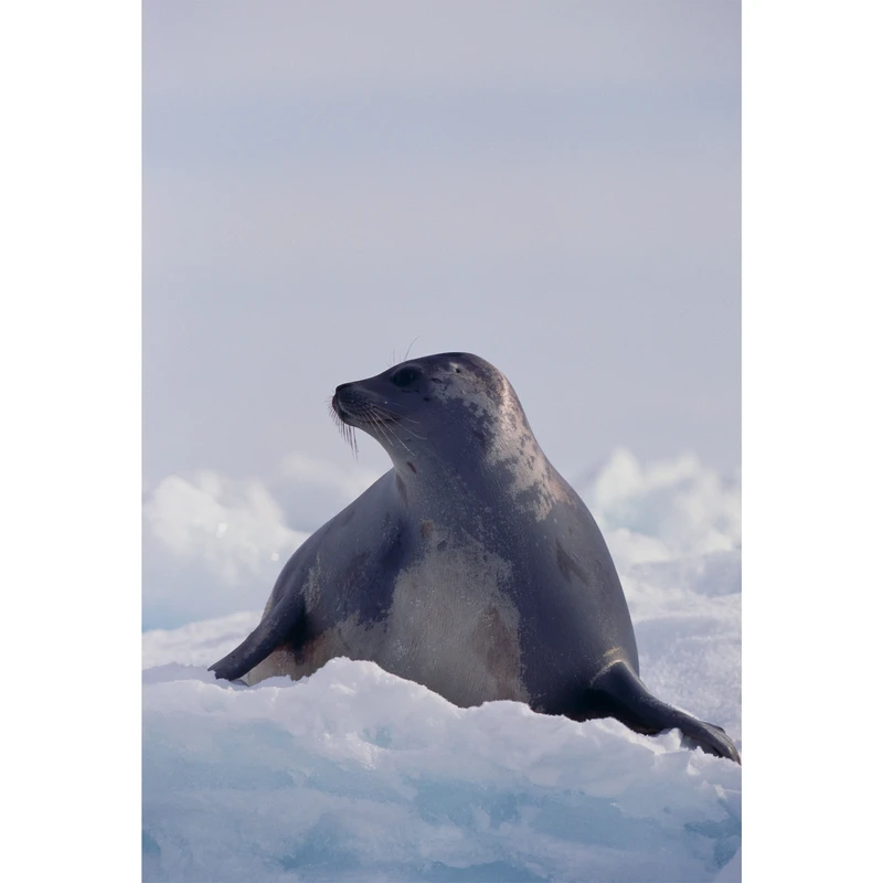 تابلو شاسی طرح برف و دریاچه و فک و شیردریایی مدل T2101