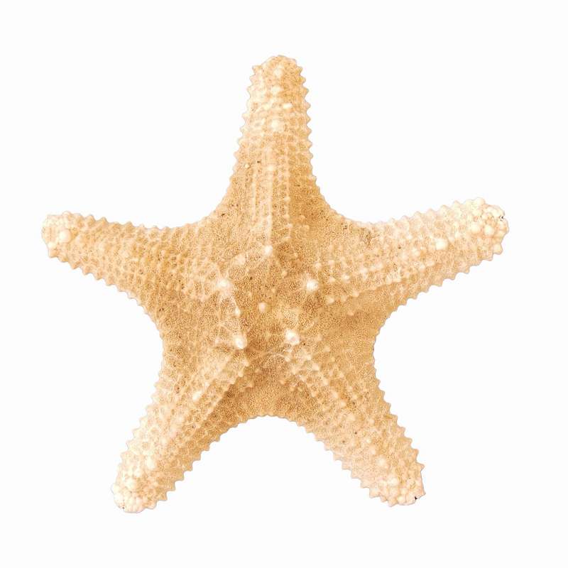 ستاره دریایی تزیینی مدل n18