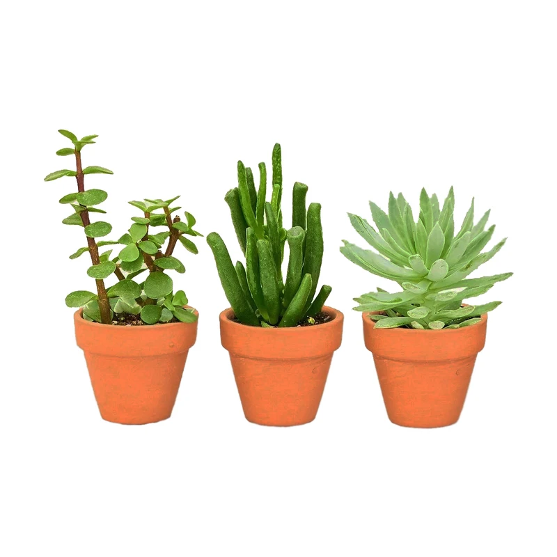 گیاه طبیعی کاکتوس ساکولنت مدل S6-3 مجموعه 3 عددی