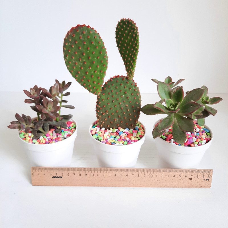 گیاه طبیعی کاکتوس و ساکولنت کد S مجموعه 3 عددی گیاه طبیعی کاکتوس و ساکولنت کد S مجموعه 3 عددی