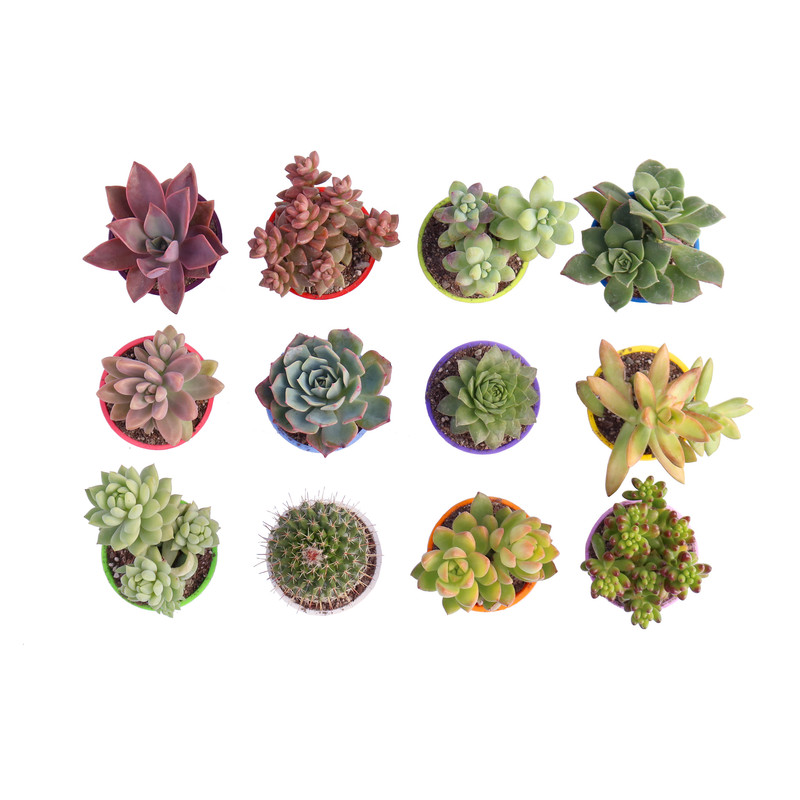 گیاه طبیعی کاکتوس و ساکولنت آیدین کاکتوس کد CB-009 بسته 12 عددی