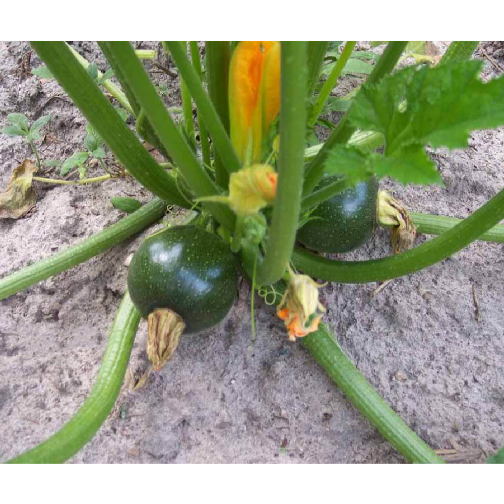 بذر کدو دلمه خورشتی توپی مدل GL5