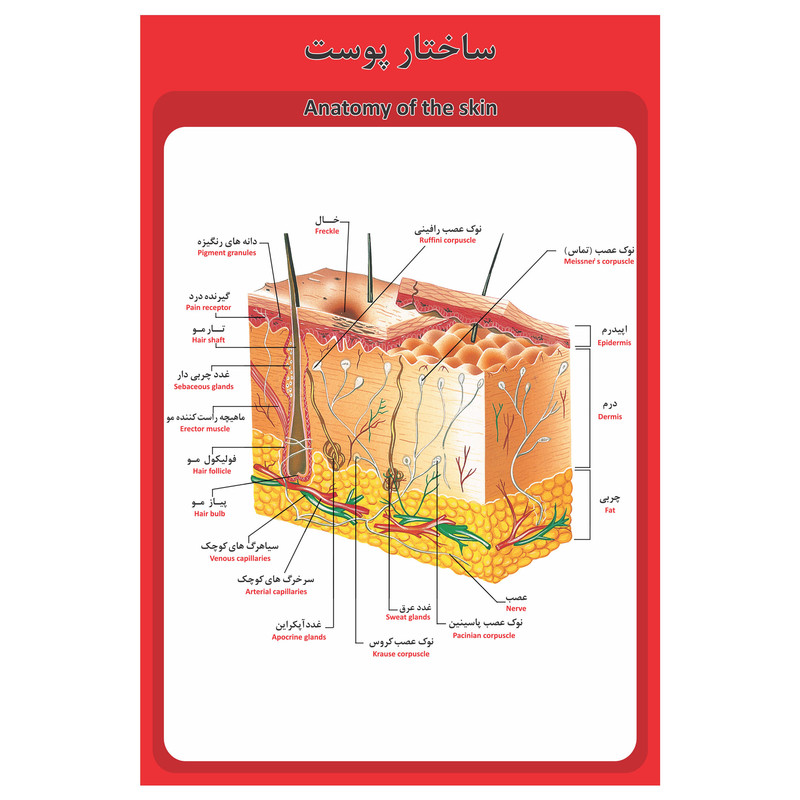 پوستر آموزشی طرح آناتومی ساختار پوست