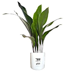 نقد و بررسی گیاه طبیعی برگ عبایی تافکو کد 1x توسط خریداران