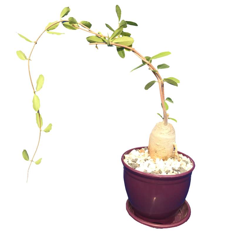 گیاه طبیعی کاکتوس فوکیا مدل FK-97