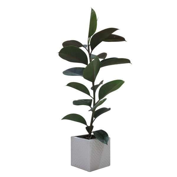 گیاه طبیعی فیکوس کد S - M01