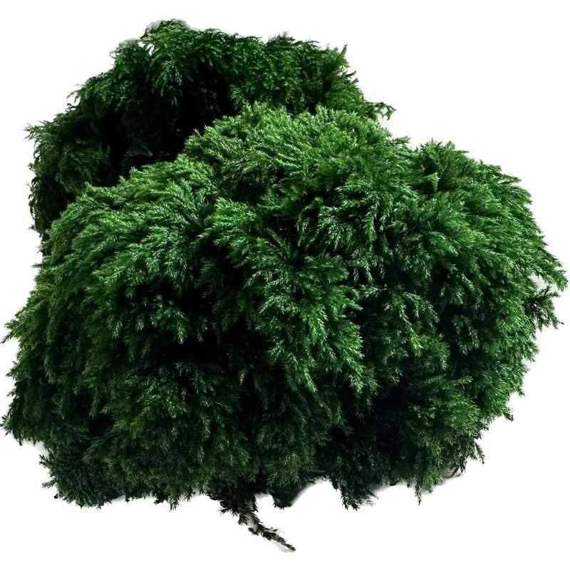 دیوارپوش مدل خزه تثبیت شده نخل