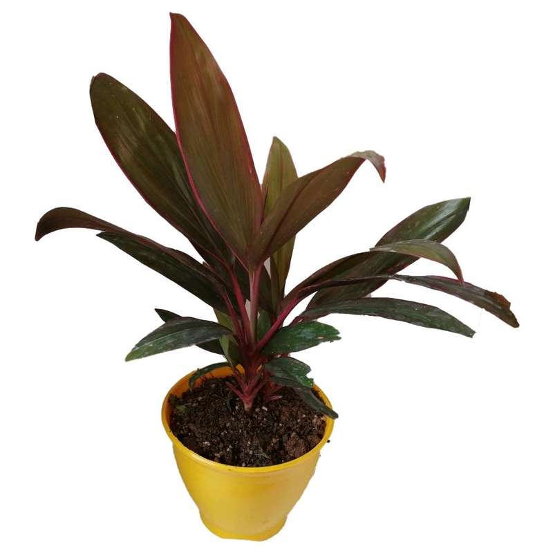 گیاه طبیعی کردلین کد up03 گیاه طبیعی کردلین کد up03