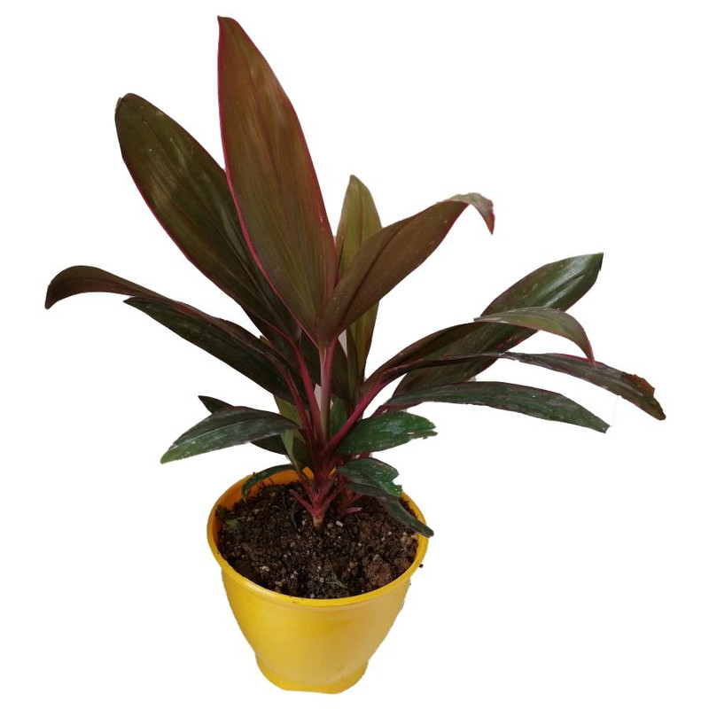 گیاه طبیعی کردلین کد up03 گیاه طبیعی کردلین کد up03