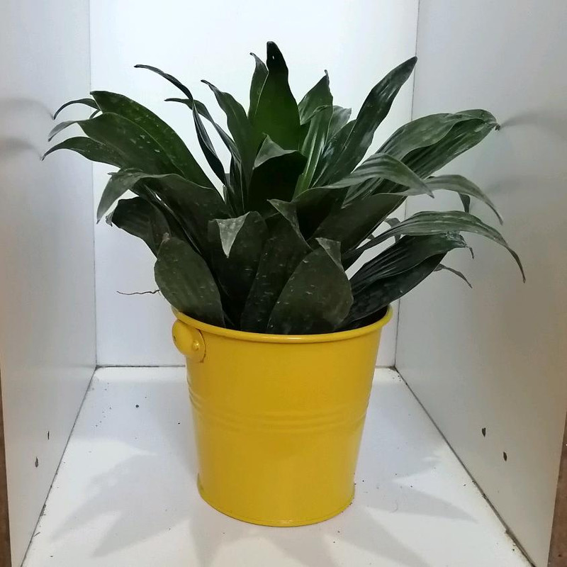 گیاه طبیعی دراسنا کامپکت کد zf01