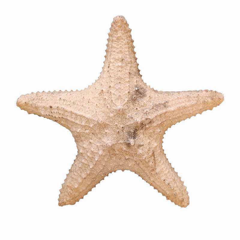 ستاره دریایی تزیینی مدل s3