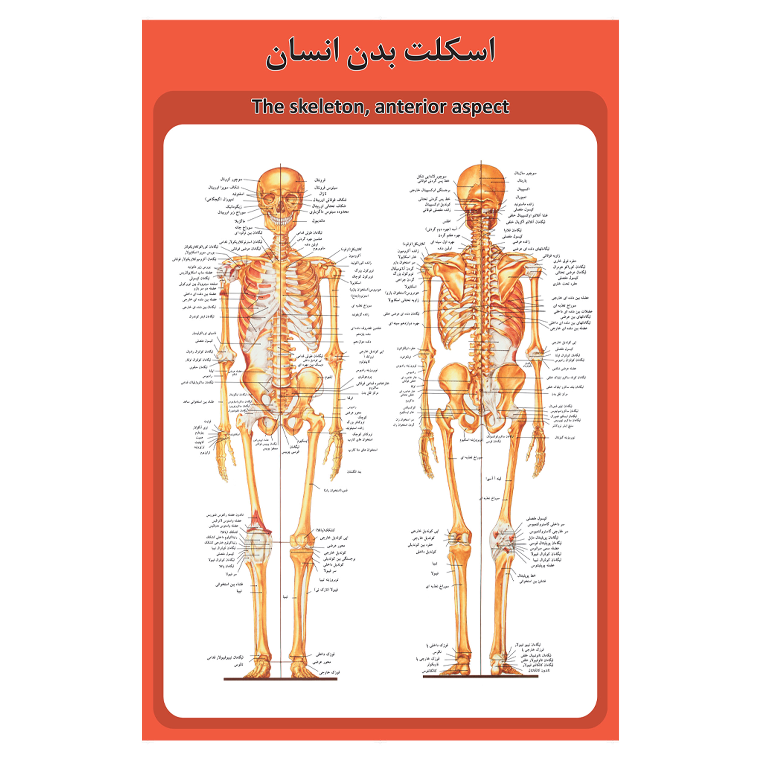 پوستر آموزشی طرح آناتومی اسکلت بدن انسان
