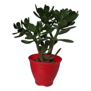 گیاه طبیعی کراسولا قاشقی کد mp01