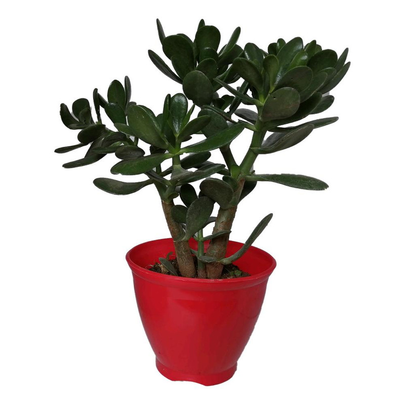 گیاه طبیعی کراسولا قاشقی کد mp01