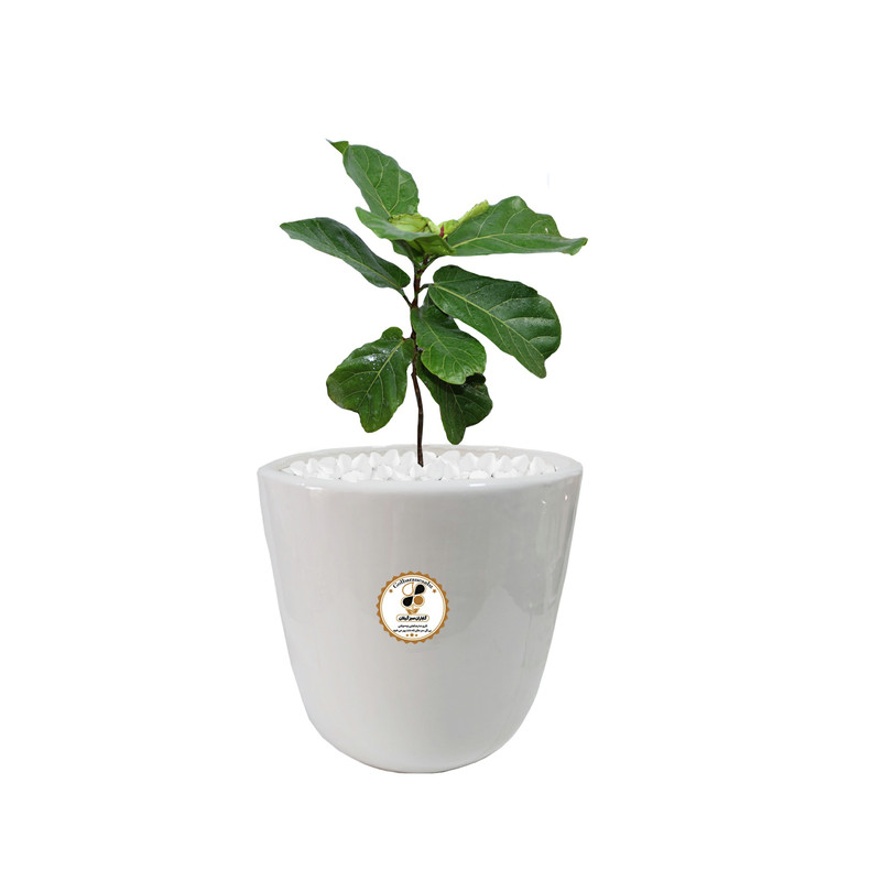 گیاه طبیعی فیکوس آفریقایی لیراتا شرکت گلباران سبز گیلان مدل GN13-2AM گیاه طبیعی فیکوس آفریقایی لیراتا شرکت گلباران سبز گیلان مدل GN13-2AM