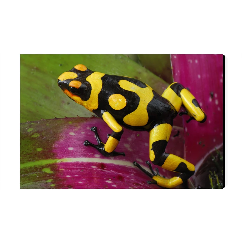 تابلو شاسی عرش مدل فانتزی قورباغه کد As4803