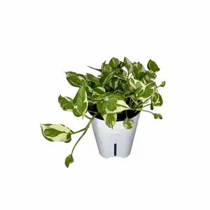 پتوس ارتشی گلآرون مدل هیدروپنیک