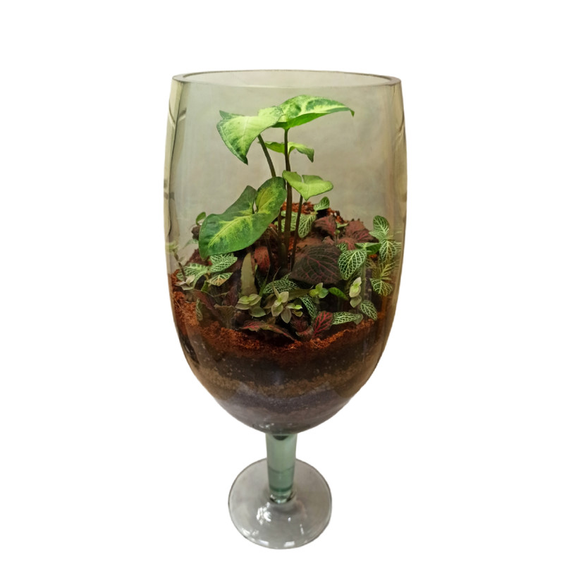 تراریوم گیاه طبیعی کد 103 تراریوم گیاه طبیعی کد 103